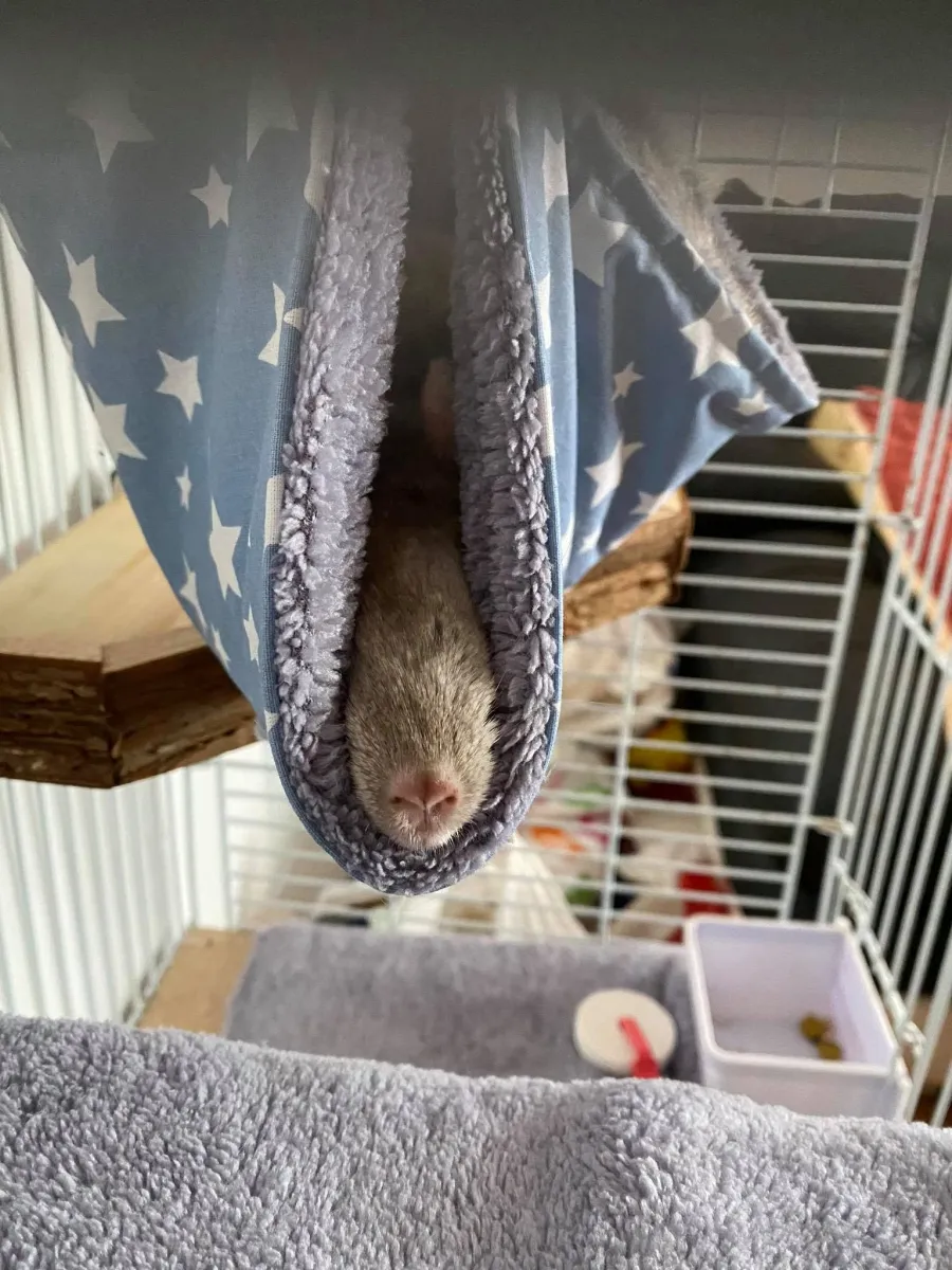 Hamac pentru chinchilla
