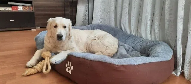 Pat pentru câine mare cu lăbuță maro - XXL