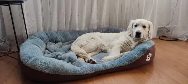 Pat pentru câine mare cu lăbuță maro - XXL