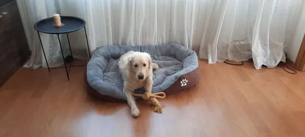 Pat pentru câine mare cu lăbuță maro - XXL